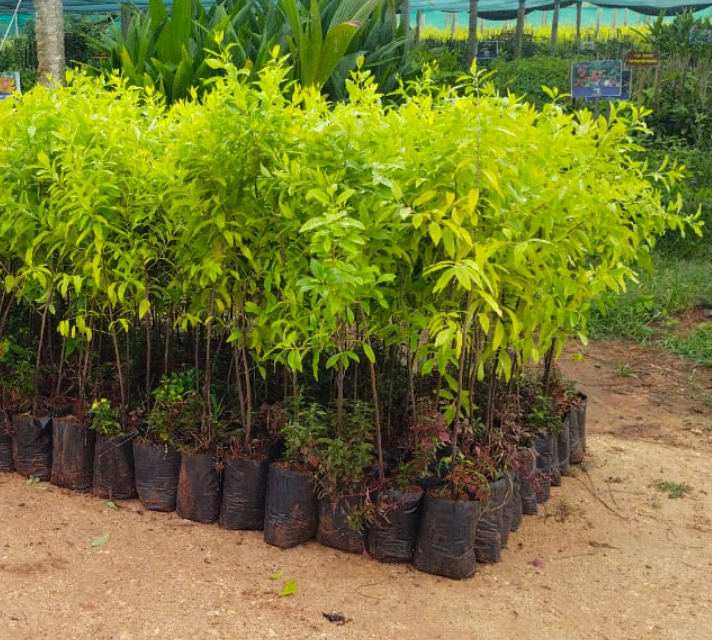 Sandalwood Plant (3 ft) Plants — Sandalwood sapling available at Agro Nursery Garden